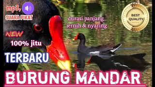 Download lagu suara pikat burung mandar terbaru//mandar batu//mandar sawah. mp3
