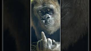 Gorilla Black - Fuck Everybody