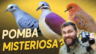 Existe uma POMBA que quase ninguém viu? #OrnitólogoResponde