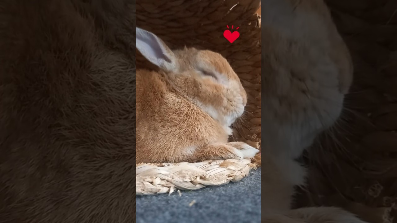 まばたきするウサギ