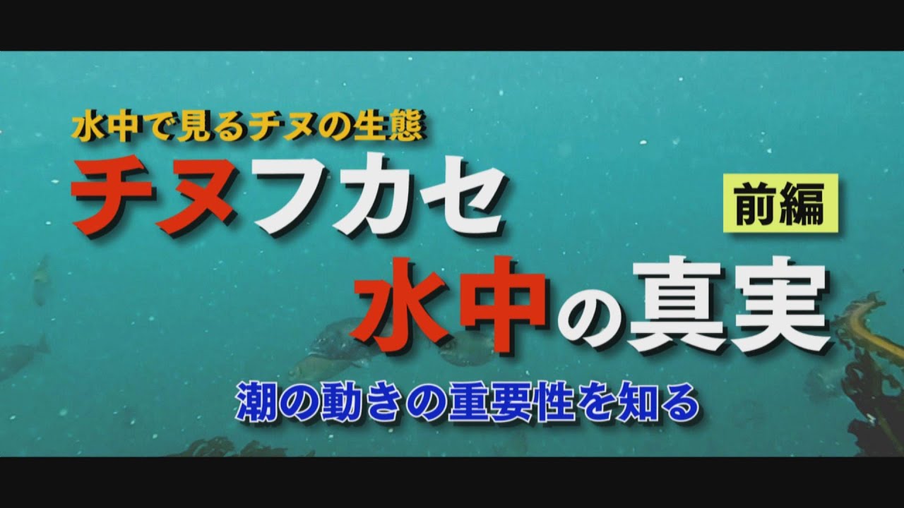【水中で見るチヌの生態】チヌフカセ 水中の真実 前編