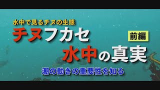 【水中で見るチヌの生態】チヌフカセ 水中の真実 前編