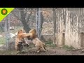 SINGA VS HARIMAU SIAPA YANG MENANG