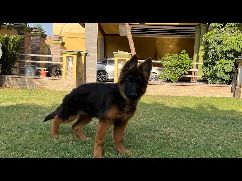 Another GSD longcoat puppy sold to Karar Agha and Bilawal  from Queta | GSD Pakistan