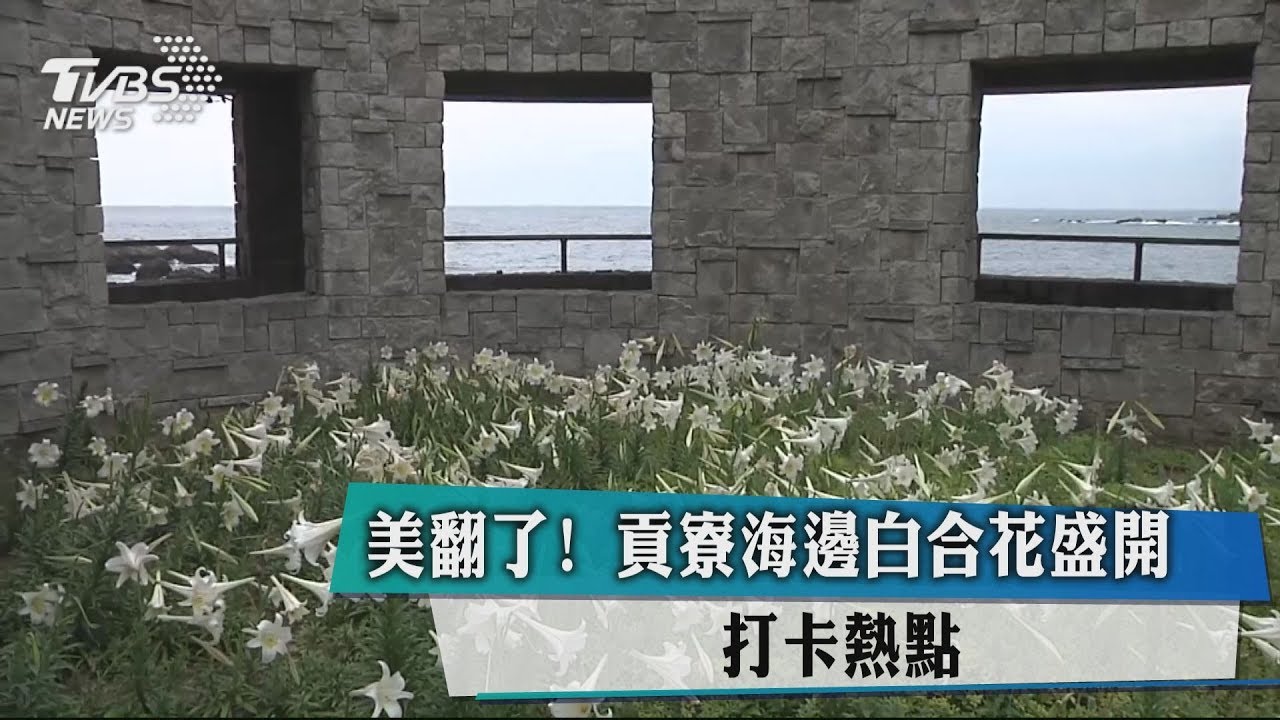 美翻了!貢寮海邊白合花盛開 打卡熱點