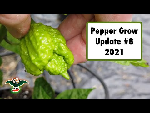 2021 Pepper grow update #8 - 08/01/21 - GroBucket giveaway winner announced
