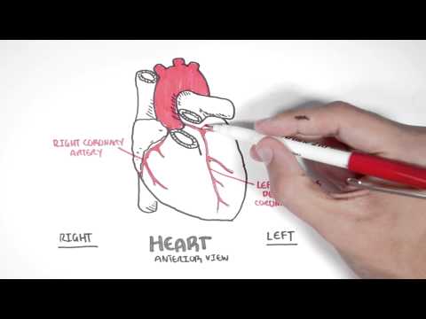 Cardiology - Coronary Blood Supply