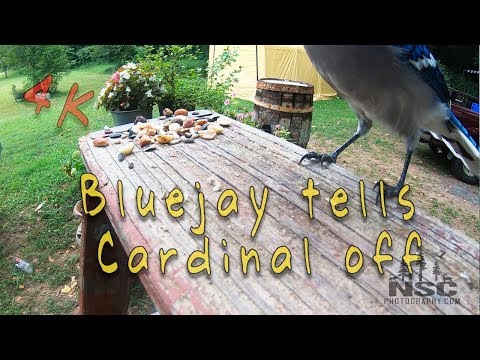 Bird feeding - Young bluejay yells at a Cardinal to get off the feeder 4k