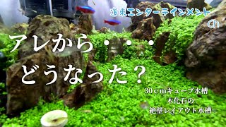 【レイアウト水槽】30センチキューブ水槽,木化石の絶壁レイアウト水槽のアレからの報告