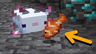 How to tame axolotls in Minecraft 1.17  (Caves and Cliffs Update)