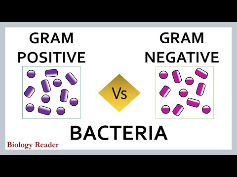 Difference Between Gram-Positive and Gram-Negative Bacteria (with Comparison Chart & Video) - Biology Reader