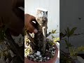 Estaca De GranadoProyecto Bonsai Granado Bonsai