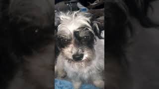 Buddy Smiling  Gif
