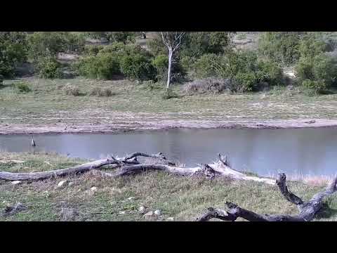 Djuma: Wildebeests, Impalas, Vervets, Hadeda Ibis, Baboon and Nyalas - 16:11 - 10/29/2022