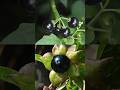 Edible Berry Vs Lethal Berry