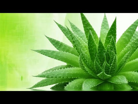 Kako se aloja vera najbolje gaji u sobi