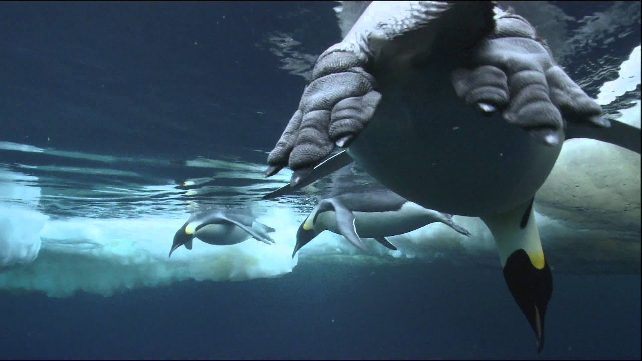 The Kingdom of the Oceans