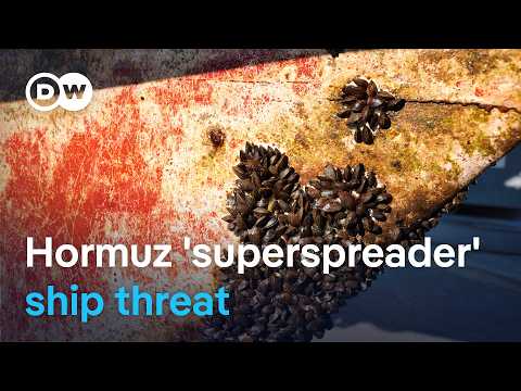 Scientists warn stranded ships could export invasive species worldwide | DW News