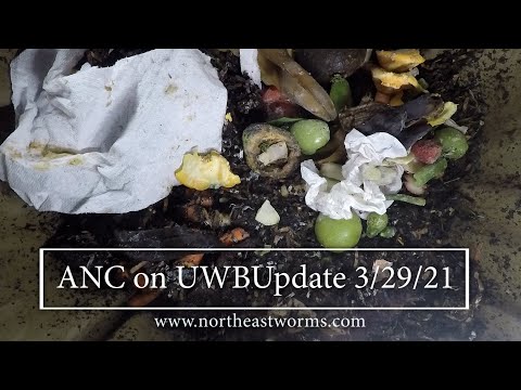 African Nightcrawler in the Urban Worm bag - Update 3 29 21-