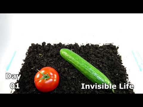 Worms TIMELAPSE: Which Vegetable Is Eaten Faster?