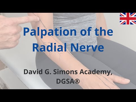 The Palpation of the Radial Nerve