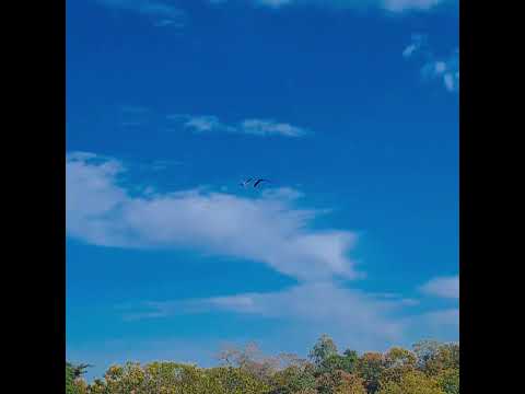 Lindas Araras ! sobre o rio Urucuia.#birds #minasgerais #araras #men #wildlife #urucuia