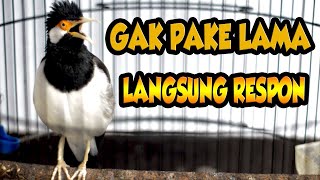 Download lagu JS PASTI NYAUT,PANCINGAN JALAK SUREN STRES mp3 Download lagu JS PASTI NYAUT,PANCINGAN JALAK SUREN STRES mp3