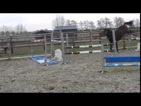 jos wouters 5 3 2016 casall 2 years old stallion SOLD TO THE STATES