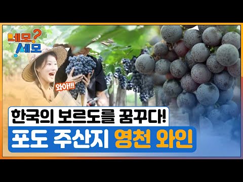 [네모세모] 경북 영천 가을 여행