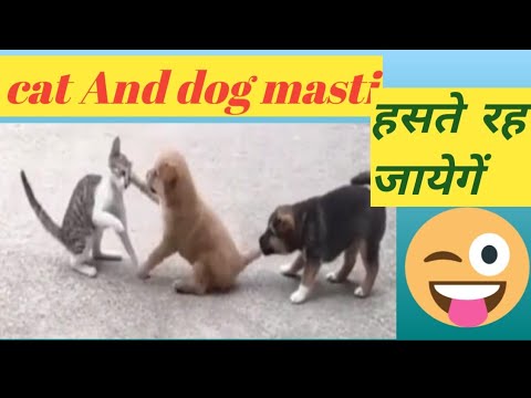 dog and cat fight ! puppy Or cat ki ladai puppy me dost  me bachai