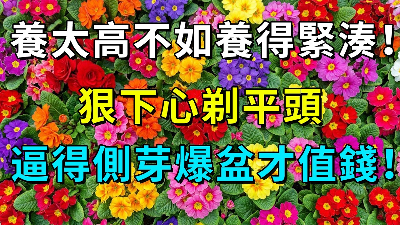 植物太高不是旺！給它剃個平頭，側芽瘋長、株型翻倍圓潤！#園藝技巧 #植物修剪 #植物徒長 #砍頭繁殖 #側芽爆盆