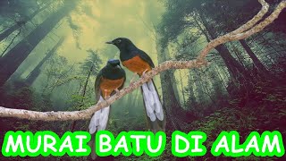 Download lagu KEHIDUPAN MURAI BATU DI ALAM BEBAS mp3