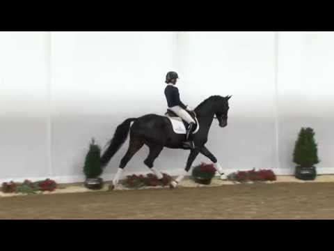 Diva Royal, 2011 Mare by Diatano x Worldly