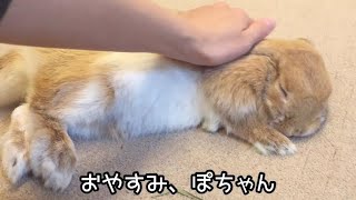 眠たくて眠たくて震える【ウサギ】【Rabbit to sleep soundly】