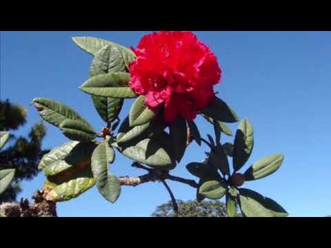 Kap no -Pian Na Zogam🎼🎼🎸🎤🎼🎹🎧