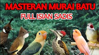 Download lagu MASTERAN MURAI BATU FULL ISIAN TEMBAKAN MEWAH MUDAH DITIRU MURAI APAPUN ISIAN JERNIH SUARA BAGUS mp3 Download lagu MASTERAN MURAI BATU FULL ISIAN TEMBAKAN MEWAH MUDAH DITIRU MURAI APAPUN ISIAN JERNIH SUARA BAGUS mp3