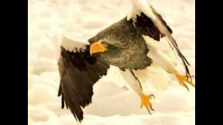 Rue Du Soleil We Can Fly