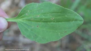 How to Identify and Treat Buckhorn Plantain