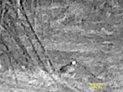 AmericanWoodcock 20210321