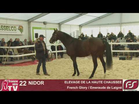 Lot 22 - Nidor - ELEVAGE DE LA HAUTE CHAUSSEE - Salon des Etalons 2017 - Le Lion d'Angers