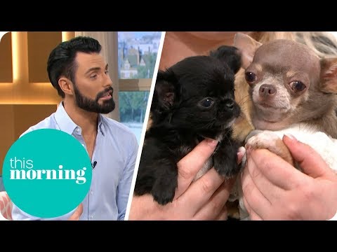 Is It Cruel to Breed Teacup Dogs? | This Morning