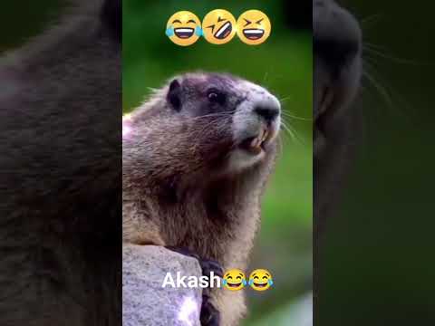 Akash 🥰🥰 Name Ka New Comedy Funny Video 😂😂#funnyvideo #tiktok #ytshort