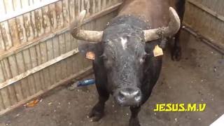 Barrio Wichita(Puerto de Sagunto)Suelta de reses.04-09-16