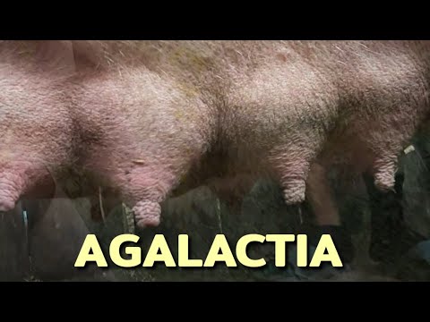 Agalactia | Hardened Udder | Sow 🐖 | No Milk |