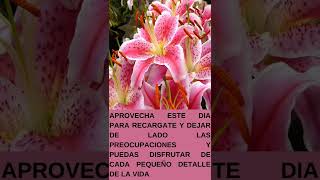 mensaje de bendiciones feliz domingo para compartir con amigos familiares WhatsApp Facebook