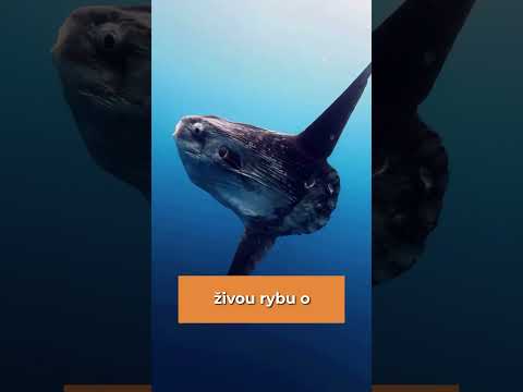 TOP Zvířata která nikdy nepřestanou růst#shorts #zajimavosti