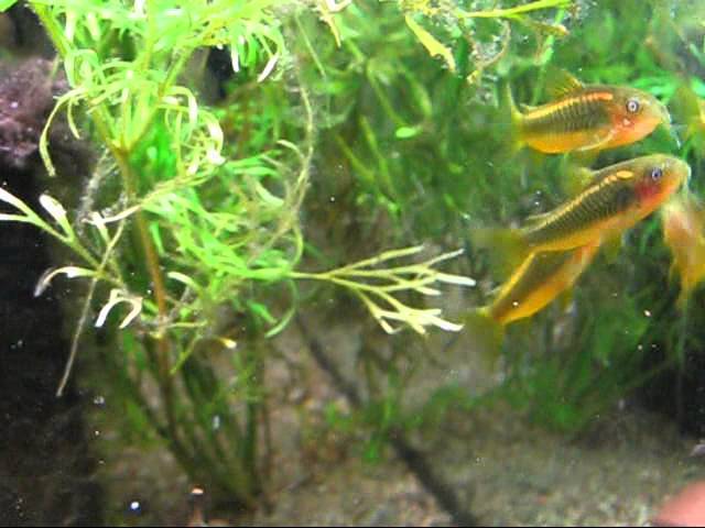 Corydoras orange laser