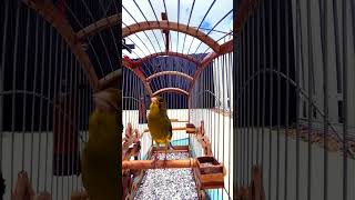 Download lagu Masteran/pancingan suara kenari Spanish timbrado #kicaumania #kenari #spanishtimbrado mp3 Download lagu Masteran/pancingan suara kenari Spanish timbrado #kicaumania #kenari #spanishtimbrado mp3