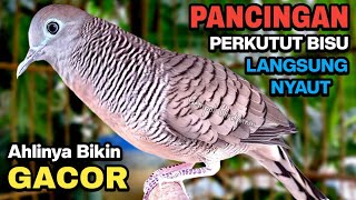 Download lagu Perkutut Lokal Gacor Suara Besar Pancingan Burung Perkutut Agar Cepat Bunyi. mp3