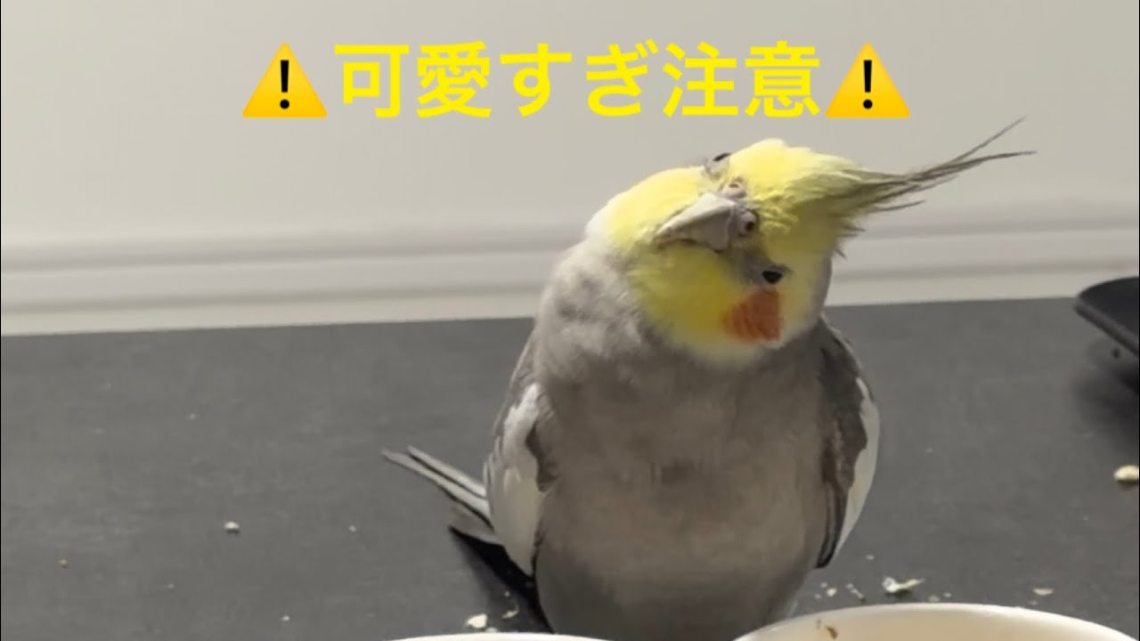 2026.3.17 ご飯中に眠くなってしまったオカメインコの風太くん♡ドヤは忘れないプロ意識😂